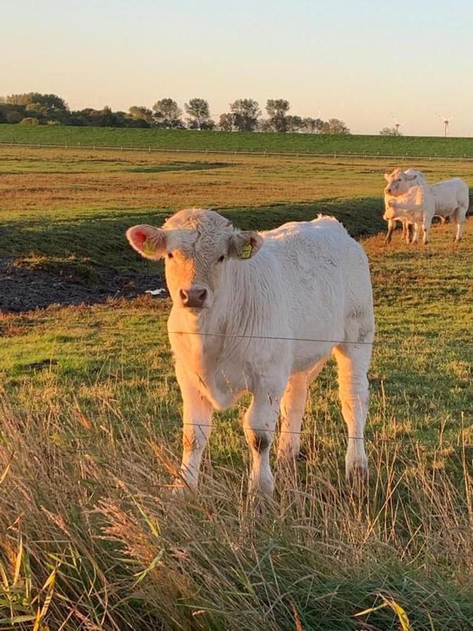 Ferienwohnung Hein Am Nordseedeich Butjadingen Dış mekan fotoğraf